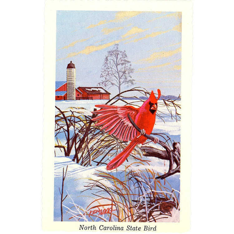 North Carolina State Bird - Cardinal Redbird Vintage Postcard Signed Artist Ken Haag (unused)
