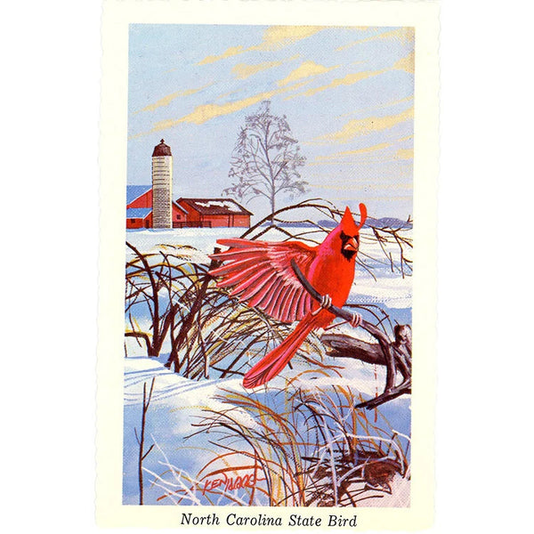 North Carolina State Bird - Cardinal Redbird Vintage Postcard Signed Artist Ken Haag (unused)