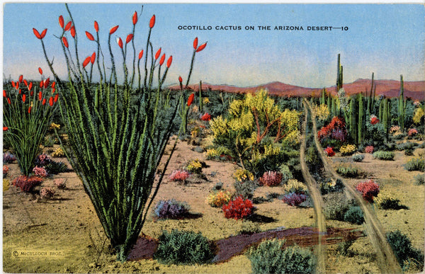 Ocotillo Cactus on Arizona Desert Vintage Botanical Postcard (unused)