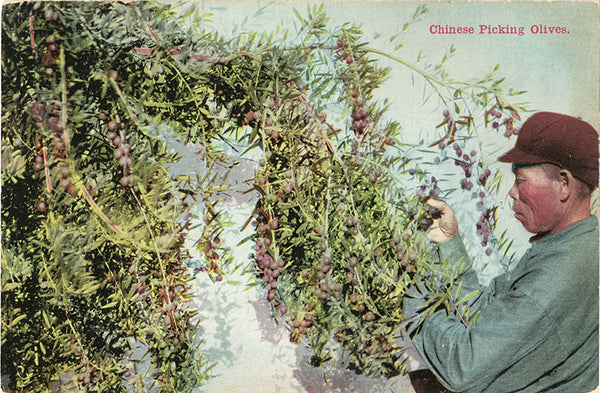Chinese Man Picking Olives Road of Thousand Wonders California Vintage Botanical Postcard 1910s (unused) - Vintage Postcard Boutique