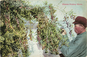 Chinese Man Picking Olives Road of Thousand Wonders California Vintage Botanical Postcard 1910s (unused)