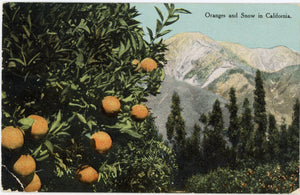 Oranges and Snow in California Vintage Botanical Postcard ca 1910 - Vintage Postcard Boutique