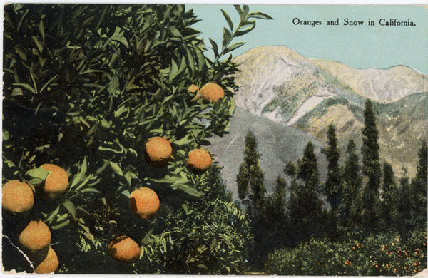 Oranges and Snow in California Vintage Botanical Postcard ca 1910 - Vintage Postcard Boutique
