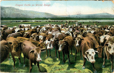Oregon Cattle on Winter Range Vintage Postcard 1910