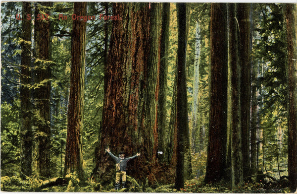 Oregon Forest Hiker Huge Evergreen Conifers Vintage Postcard 1911