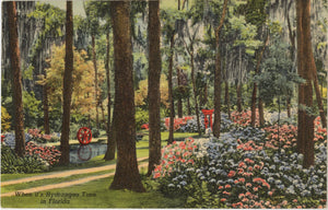 Hydrangeas at Oriental Gardens Jacksonville Florida Vintage Postcard 1949 - Vintage Postcard Boutique