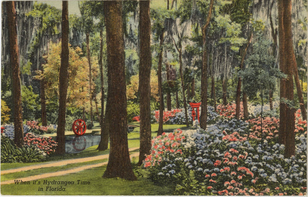 Hydrangeas at Oriental Gardens Jacksonville Florida Vintage Postcard 1949 - Vintage Postcard Boutique