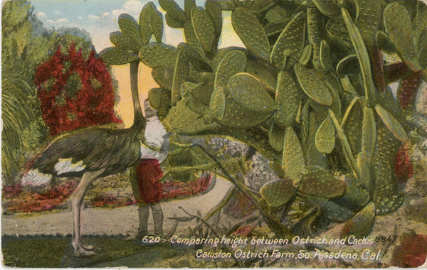 Ostrich and Cactus South Pasadena California Vintage Postcard c. 1910 (unused)