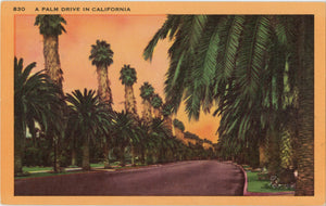 California Palm Tree Drive Vintage Botanical Postcard 1955 - Vintage Postcard Boutique