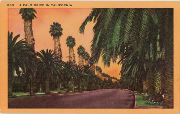 California Palm Tree Drive Vintage Botanical Postcard 1955