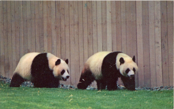 Giant Pandas National Zoological Park Washington D.C. Vintage Postcard (unposted)