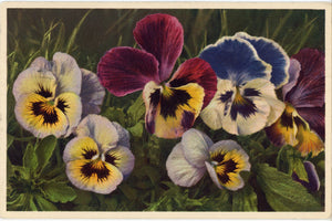 Pansies Viola Tricolor Vintage Botanical Art Postcard THOR E GYGER 1945 - Vintage Postcard Boutique