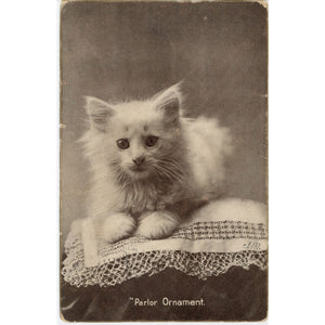 White Kitten Parlor Ornament Vintage Cat Postcard 1907 G. BULLARD - Vintage Postcard Boutique