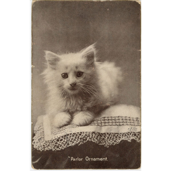 White Kitten Parlor Ornament Vintage Cat Postcard 1907 G. BULLARD