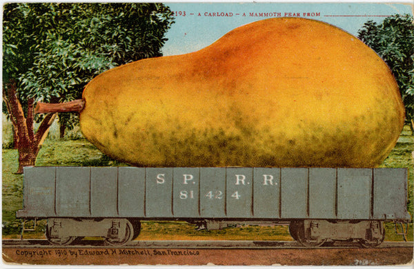 Mammoth Pear Carload EXAGGERATION Vintage Postcard 1941