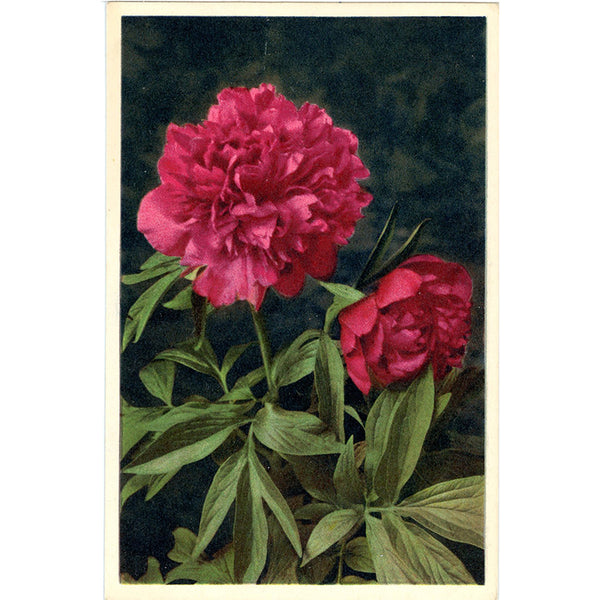 Peony Spring Blooms Vintage Botanical Art Postcard THOR E GYGER (unused) - Vintage Postcard Boutique