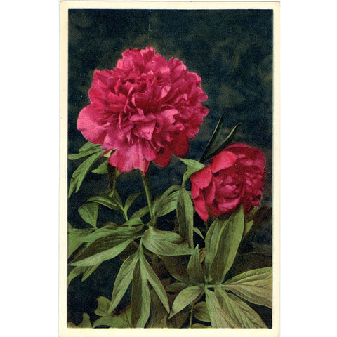 Peony Spring Blooms Vintage Botanical Art Postcard THOR E GYGER (unused)