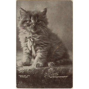 Kitten Portrait Pet of the Household Vintage Cat Postcard 1900 G. BULLARD - Vintage Postcard Boutique