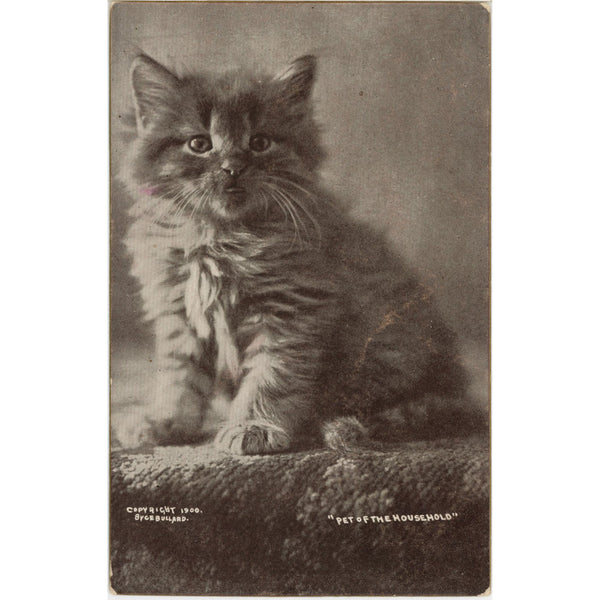 Kitten Portrait Pet of the Household Vintage Cat Postcard 1900 G. BULLARD
