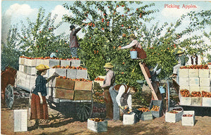 Washington Apple Orchards Harvesting Fruit Vintage Botanical Postcard 1927 - Vintage Postcard Boutique