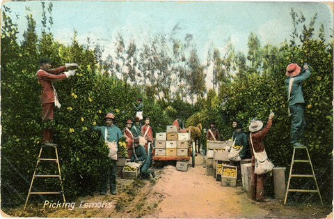 California Lemon Orchard Workers Picking Fruit Vintage Botanical Postcard 1909