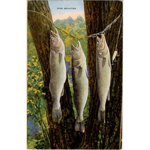 Pike Beauties Lake Koshkonong Wisconsin Vintage Fishing Angler Postcard 1946 - Vintage Postcard Boutique