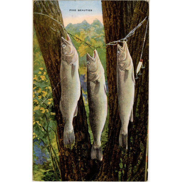 Pike Beauties Lake Koshkonong Wisconsin Vintage Fishing Angler Postcard 1946