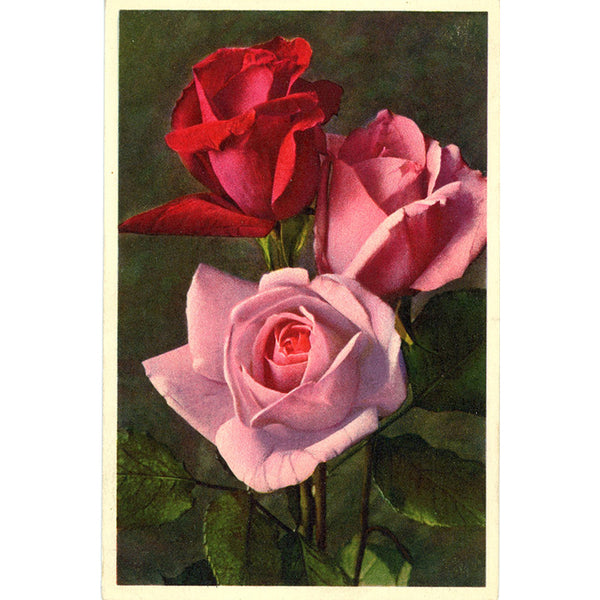 Pink & Red Rose Bouquet Vintage Botanical Art Postcard THOR E GYGER (unused) - Vintage Postcard Boutique