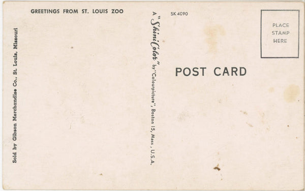 Playful Chimpanzees on Tricycle St. Louis Zoo Vintage Postcard (unposteds)