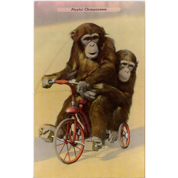 Playful Chimpanzees on Tricycle St. Louis Zoo Vintage Postcard (unposteds)