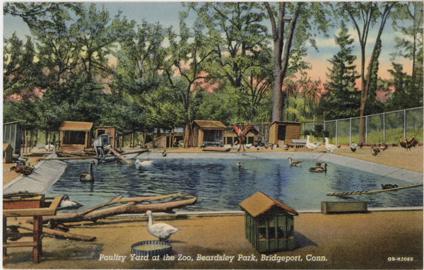 Bridgeport Connecticut Beardsley Park Poultry Yard at Zoo Vintage Postcard (unposted)