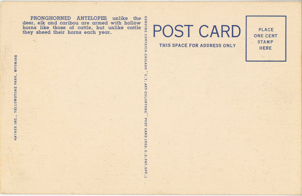 Pronghorned Antelopes Yellowstone National Park Wyoming Vintage Postcard (unposted)