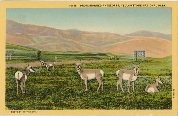 Pronghorned Antelopes Yellowstone National Park Wyoming Vintage Postcard (unposted)