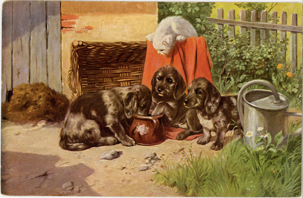 Three Puppies and White Kitten Garden Scene Vintage Postcard c 1910s