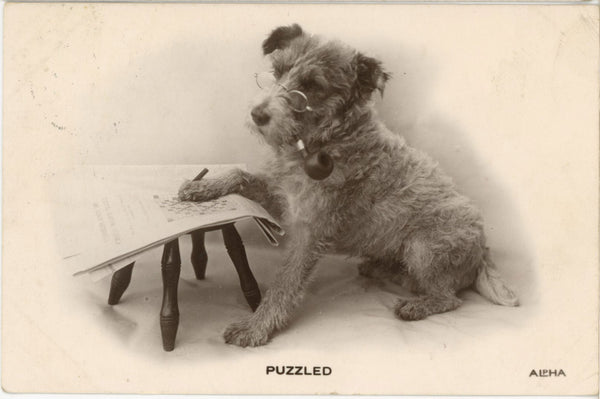 Puzzled Dog Smoking Pipe Solving Crossword RPPC Vintage Postcard 1911