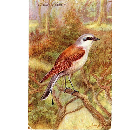 Red-Backed Shrike Vintage Bird Postcard J. Salmon 1948