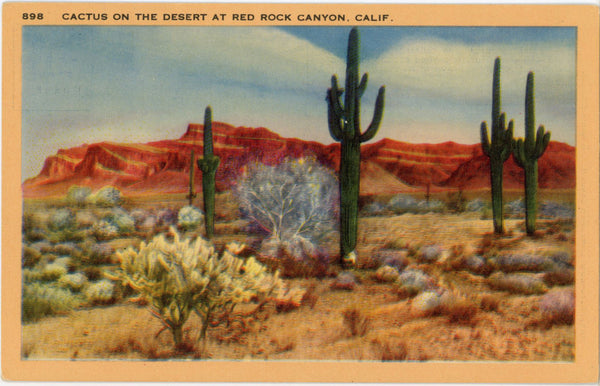 Desert Cactus Red Rock Canyon California Vintage Botanical Postcard (unused)