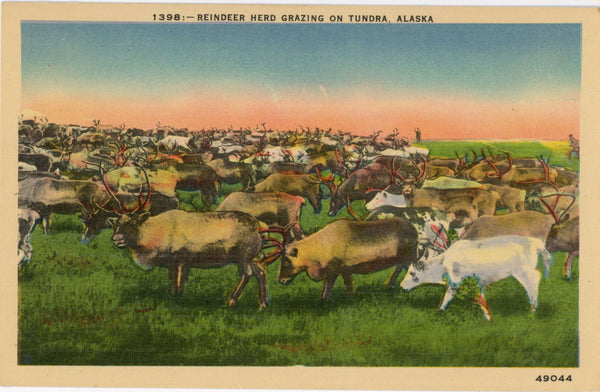 Reindeer Herd Grazing on Tundra Alaska Vintage Postcard (unused)