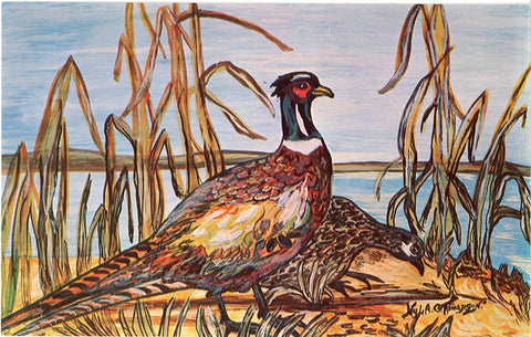 Ring-necked Pheasants by Lake Vintage Bird Postcard Signed Nyla Thompson
