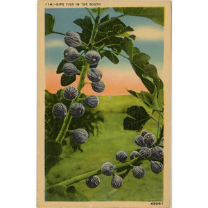 Ripe Figs in the South Vintage Botanical Postcard 1940s (unposted) - Vintage Postcard Boutique