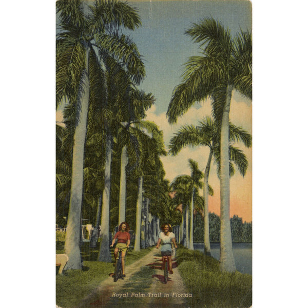Royal Palm Trail Florida Pretty Girls Biking Everglades Vintage Postcard (unused)