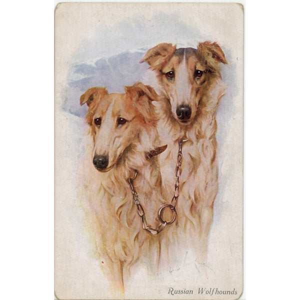 Borzoi Russian Wolfhounds Pair Vintage Dog Postcard c 1910s