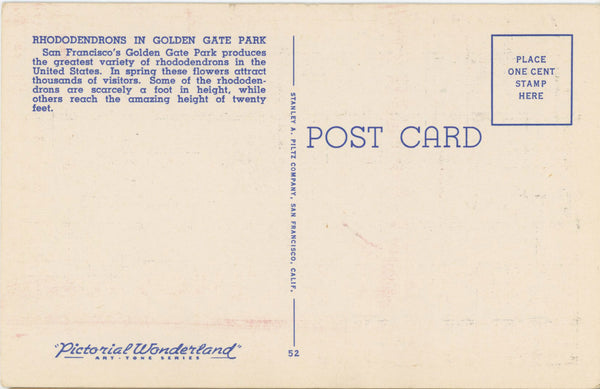 San Francisco Golden Gate Park Rhododendrons California Vintage Postcard (unposted)