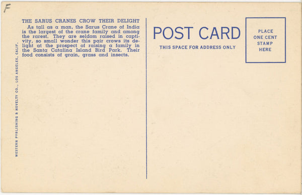 Sarus Cranes Pair Crowing Santa Catalina California Vintage Bird Postcard (unposted)