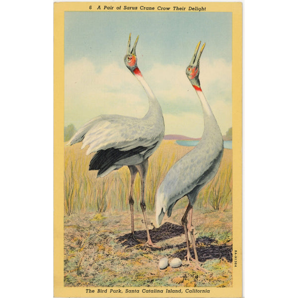 Sarus Cranes Pair Crowing Santa Catalina California Vintage Bird Postcard (unposted)