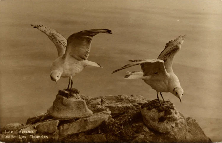 Seagulls Lake Geneva Les Mouettes Switzerland Vintage RPPC Postcard (unused)