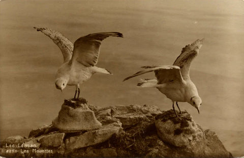 Seagulls Lake Geneva Les Mouettes Switzerland Vintage RPPC Postcard (unused)