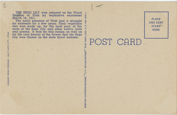Sego Lily State Flower of Utah Vintage Botanical Postcard (unused)