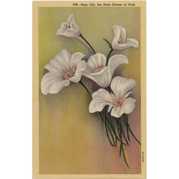 Sego Lily State Flower of Utah Vintage Botanical Postcard (unused)