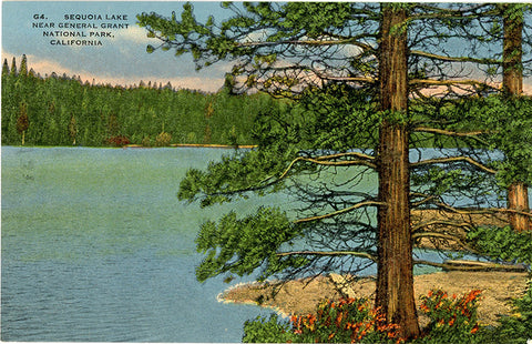 Sequoia Lake General Grant National Park California Vintage Postcard (unused)